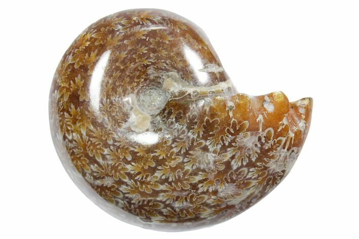 Polished Ammonite (Phylloceras) Fossil - Madagascar #349793